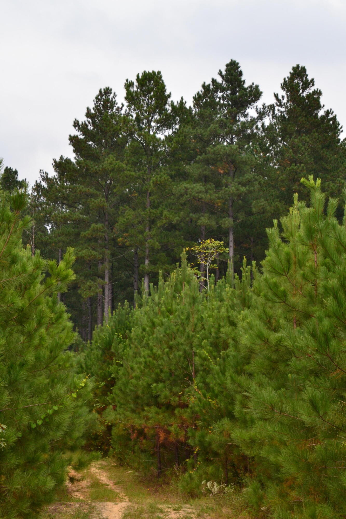 0 Asbury Road Pacolet, SC 29372 - Photo 18 of 33 DSC_0625