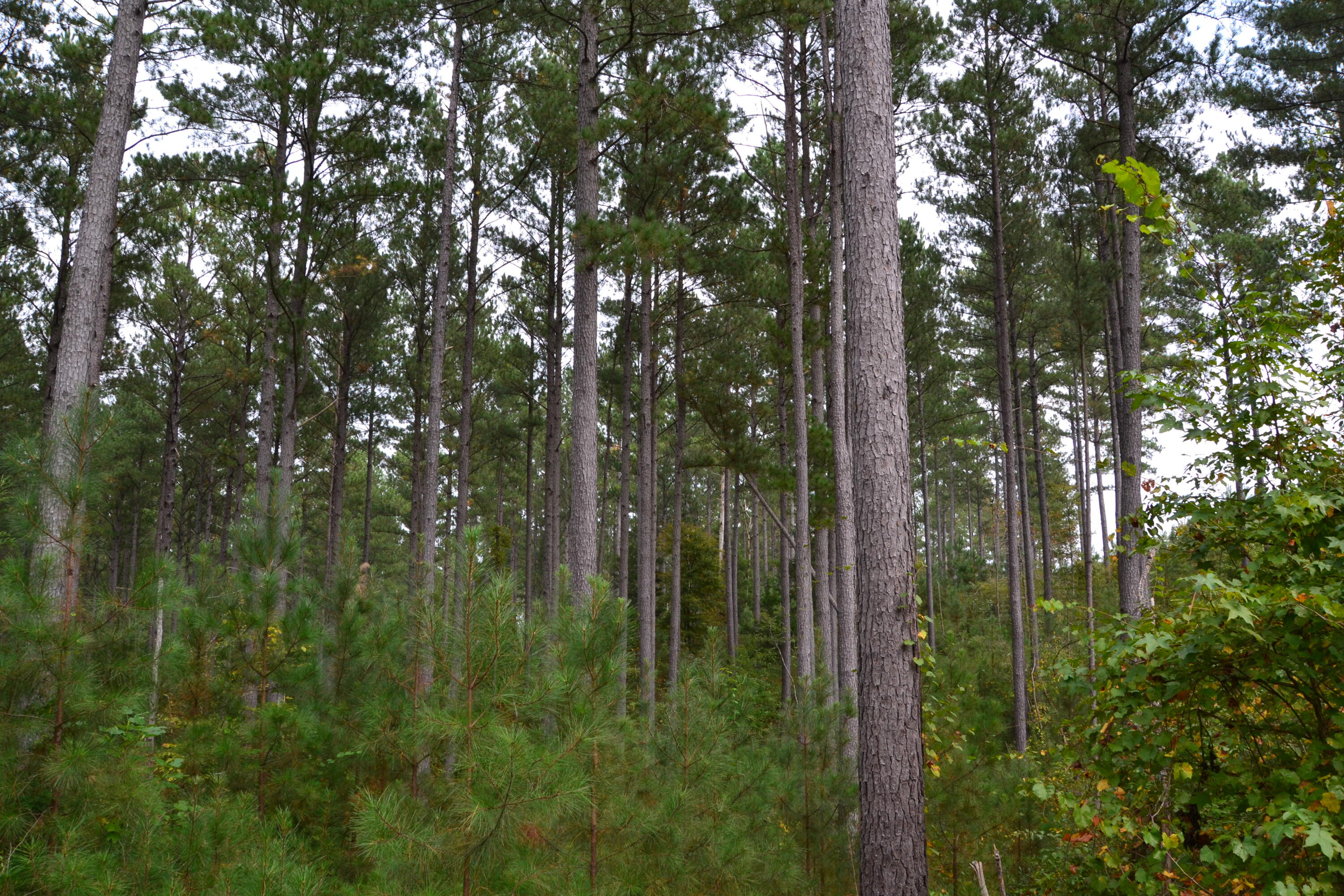 0 Asbury Road Pacolet, SC 29372 - Photo 19 of 33 DSC_0626