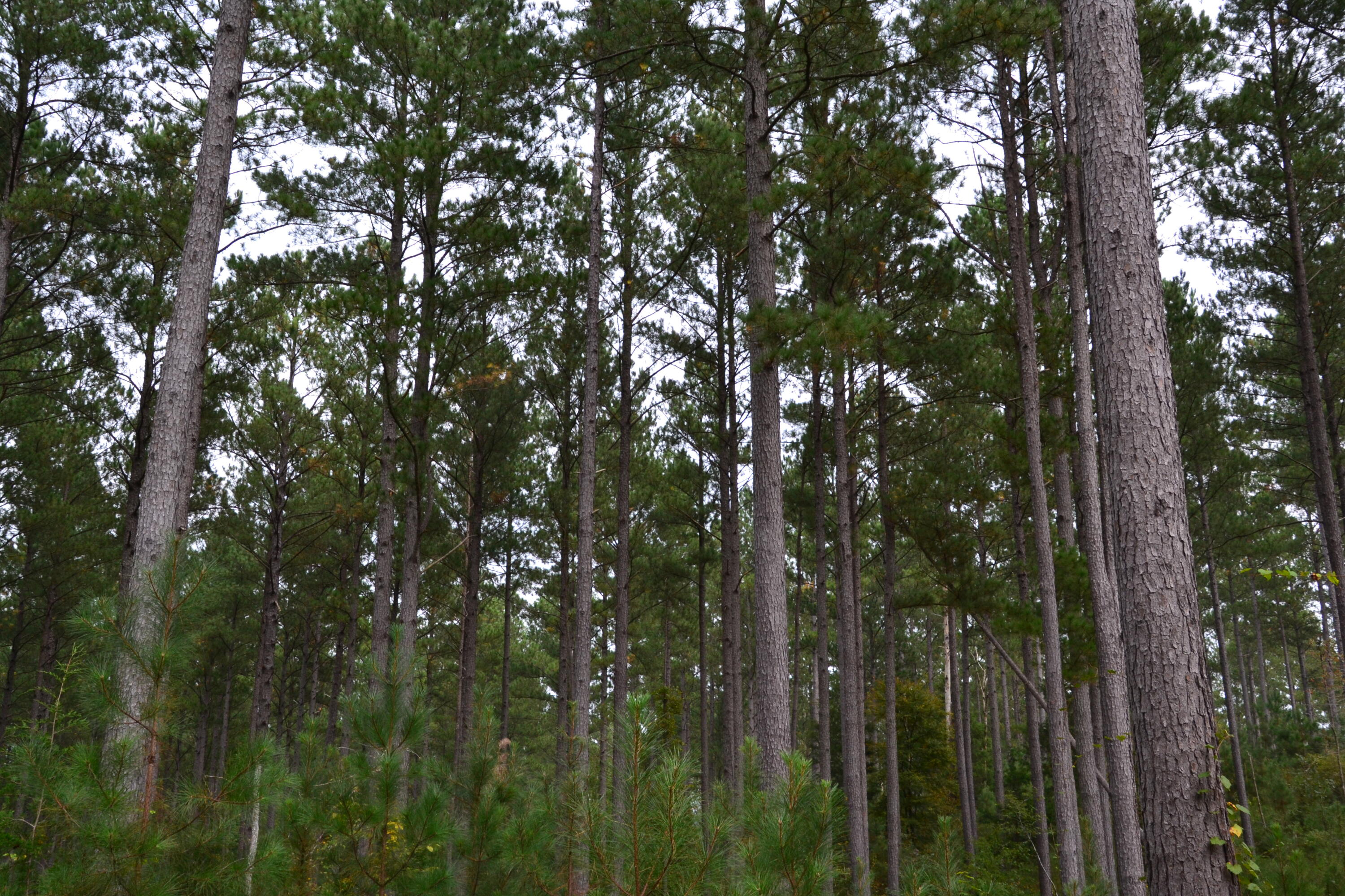 0 Asbury Road Pacolet, SC 29372 - Photo 20 of 33 DSC_0627