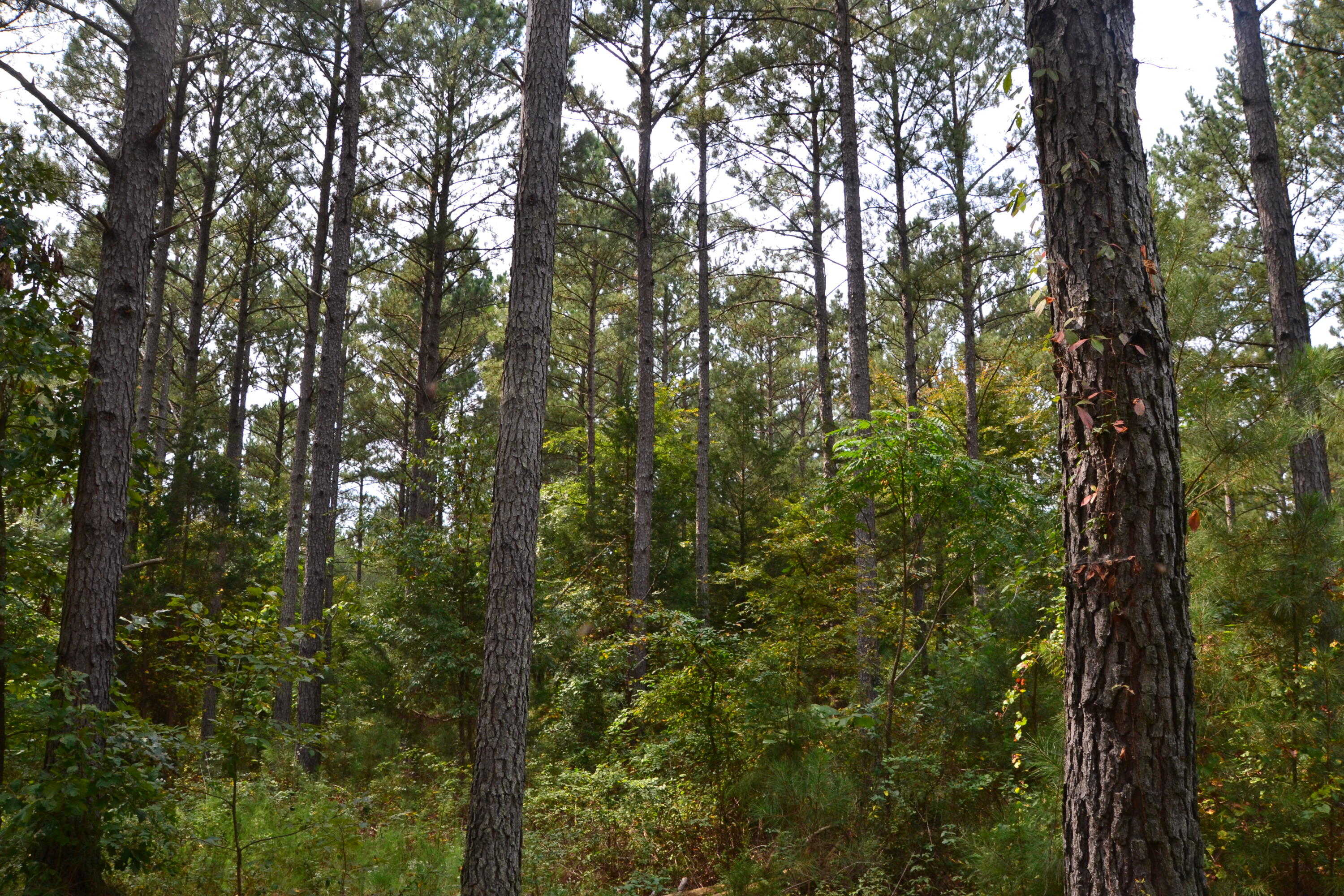 0 Asbury Road Pacolet, SC 29372 - Photo 2 of 33 DSC_0603