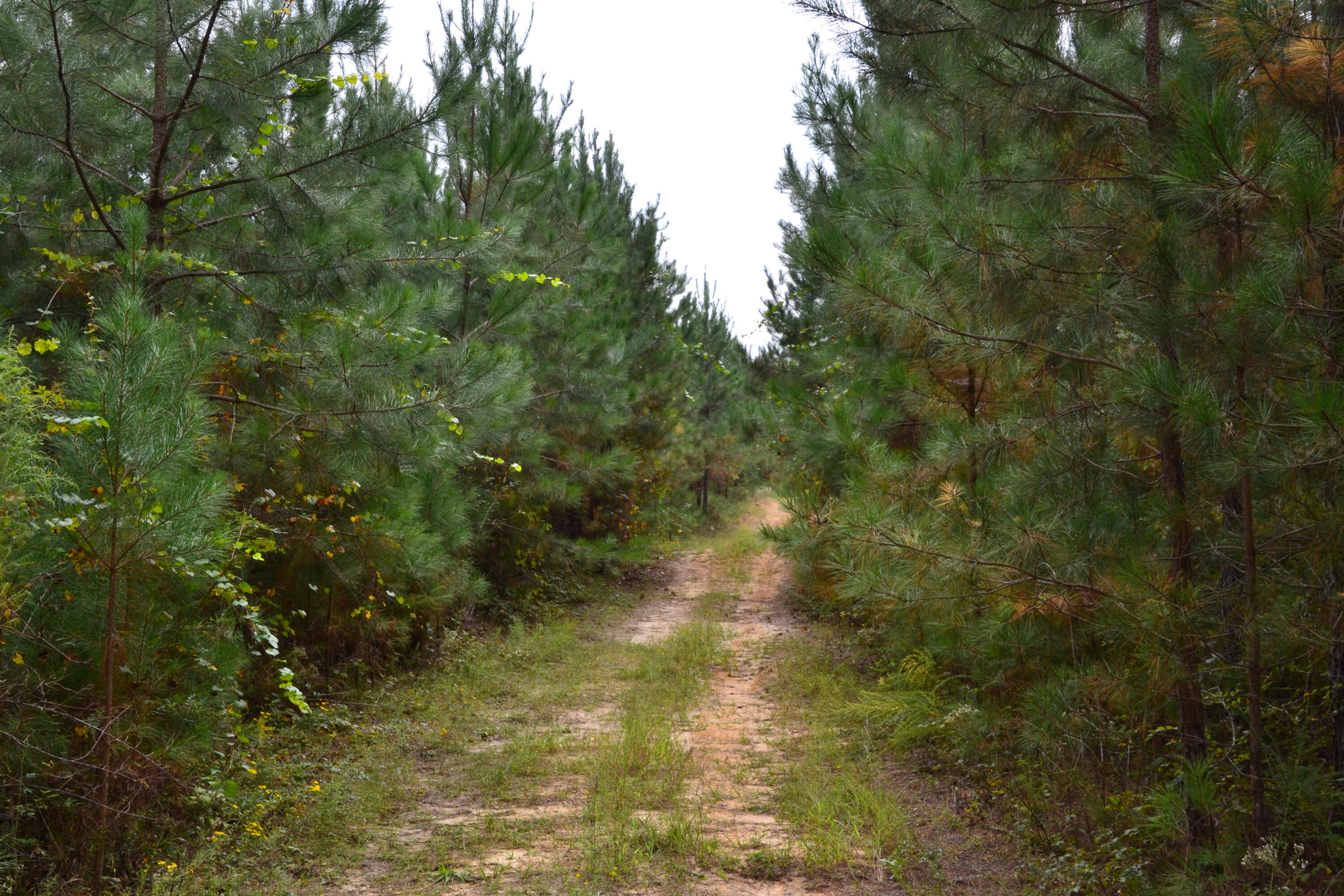 0 Asbury Road Pacolet, SC 29372 - Photo 21 of 33 DSC_0628