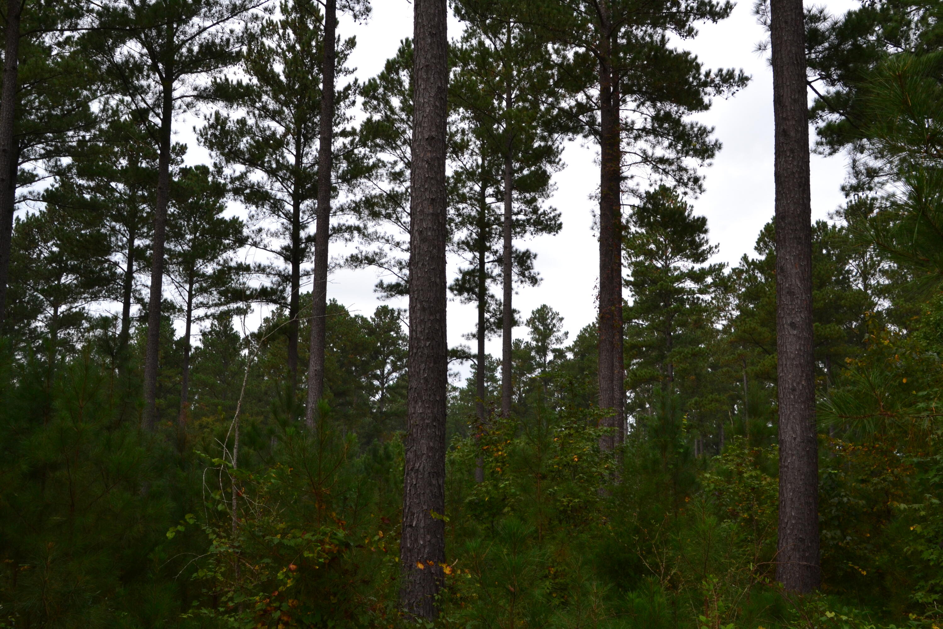 0 Asbury Road Pacolet, SC 29372 - Photo 22 of 33 DSC_0629
