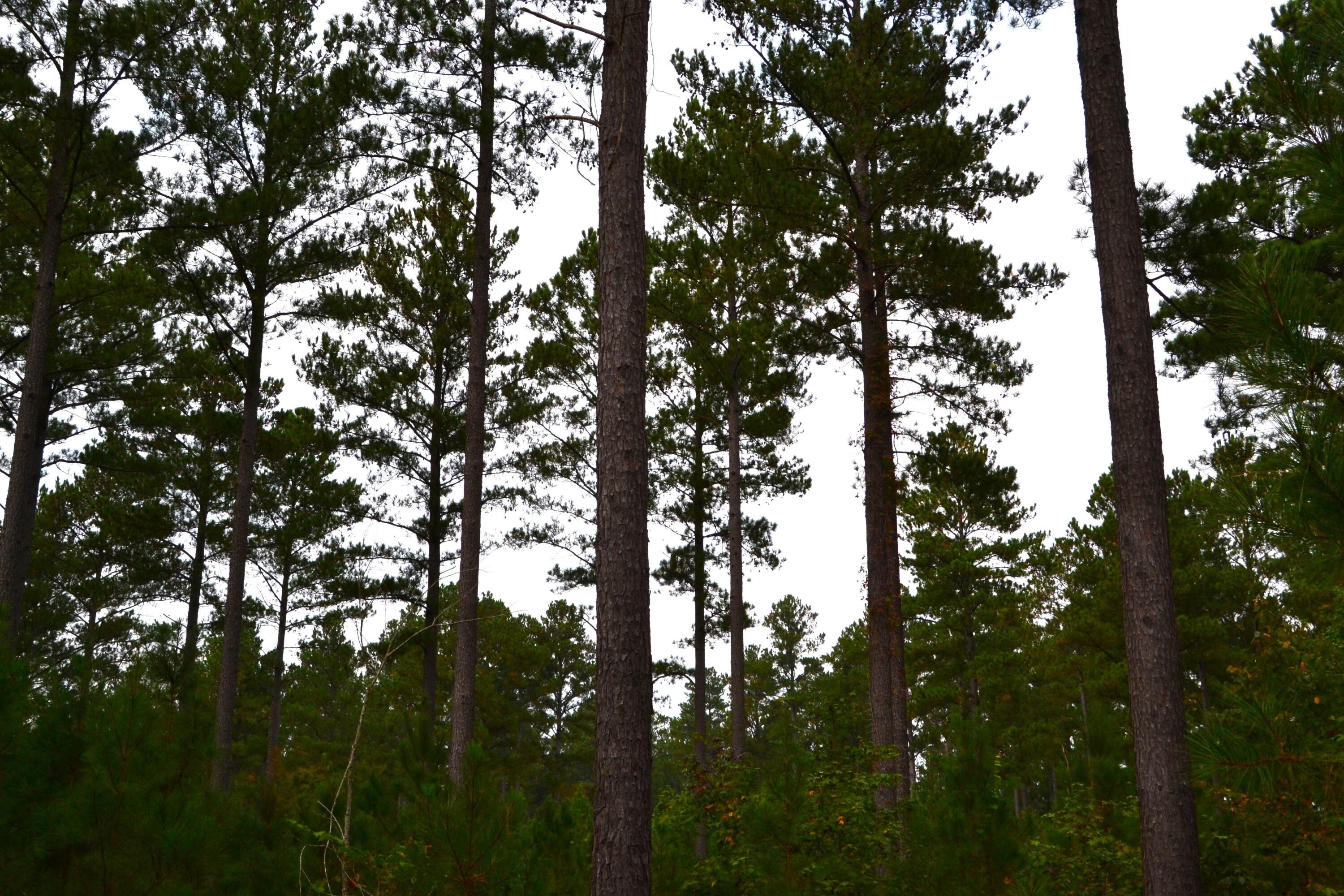 0 Asbury Road Pacolet, SC 29372 - Photo 23 of 33 DSC_0630