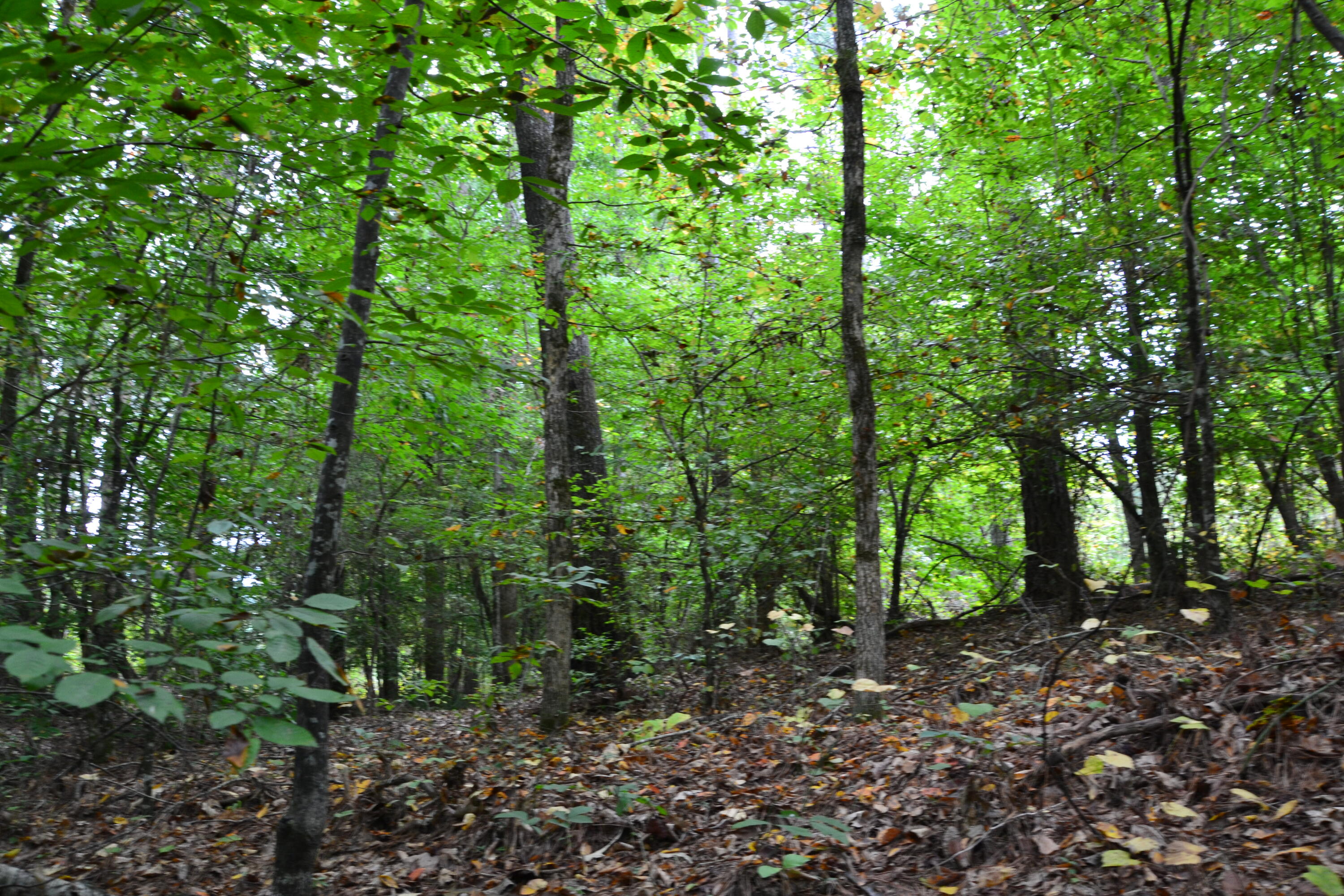 0 Asbury Road Pacolet, SC 29372 - Photo 28 of 33 DSC_0635