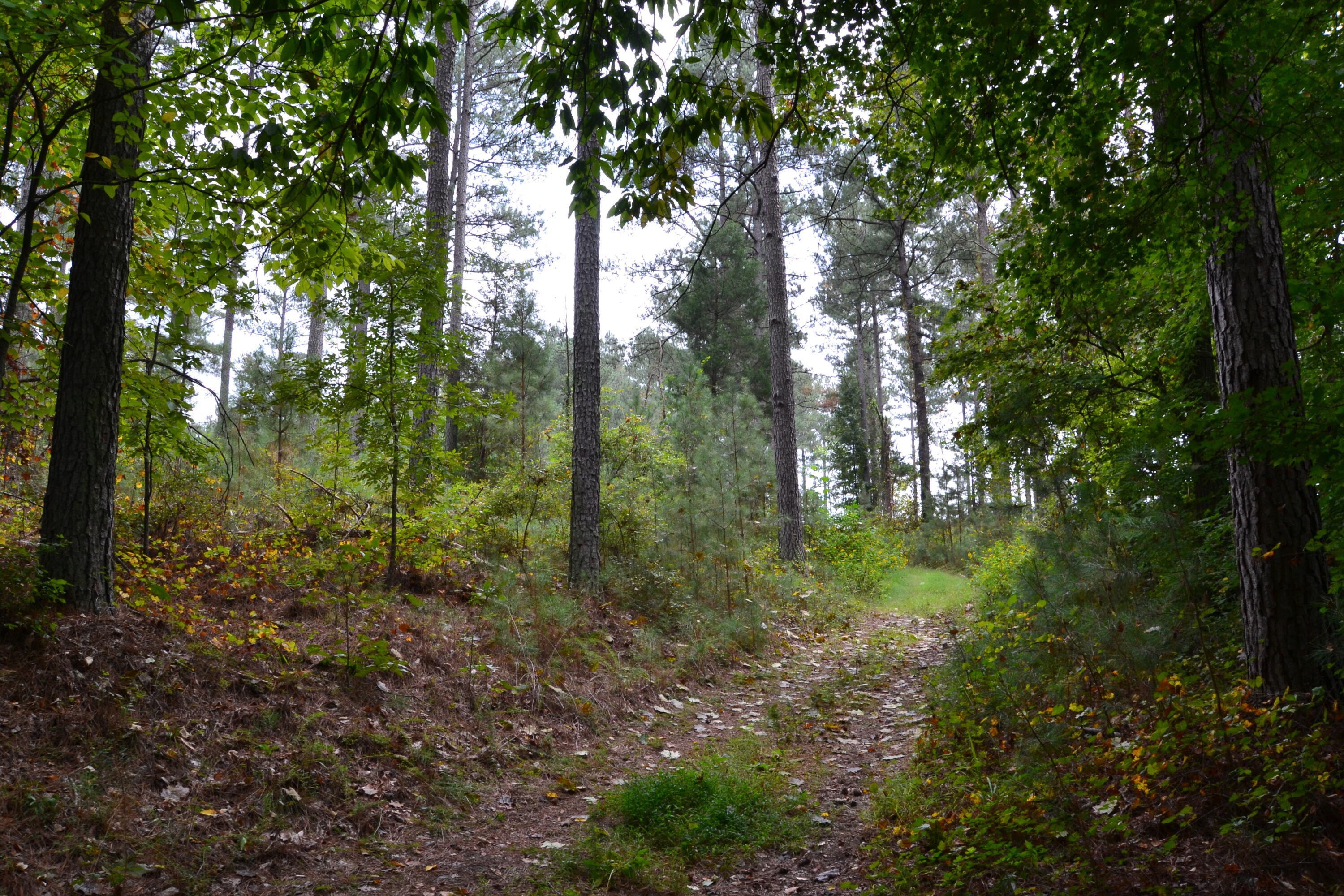 0 Asbury Road Pacolet, SC 29372 - Photo 29 of 33 DSC_0636