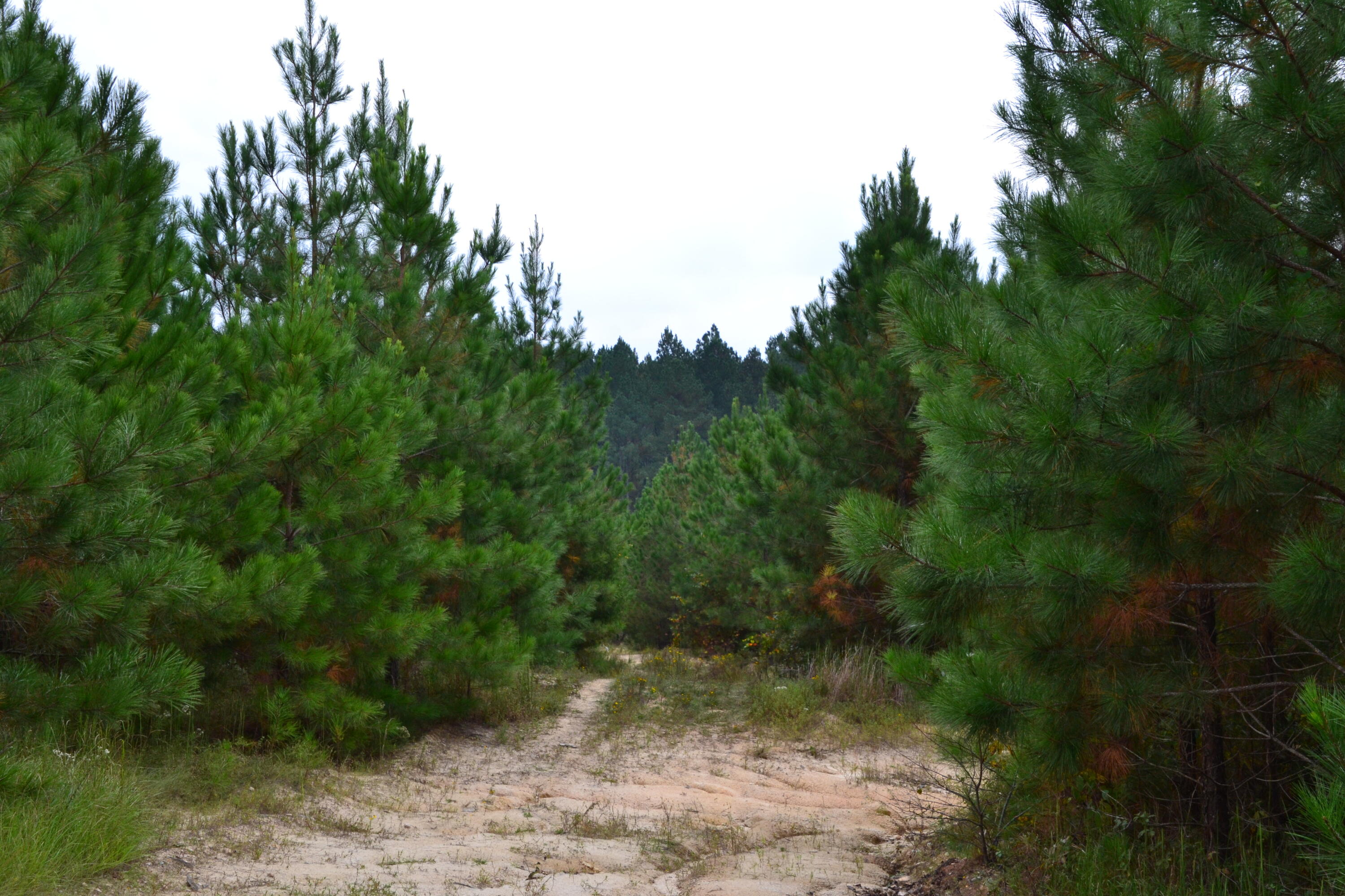 0 Asbury Road Pacolet, SC 29372 - Photo 31 of 33 DSC_0638