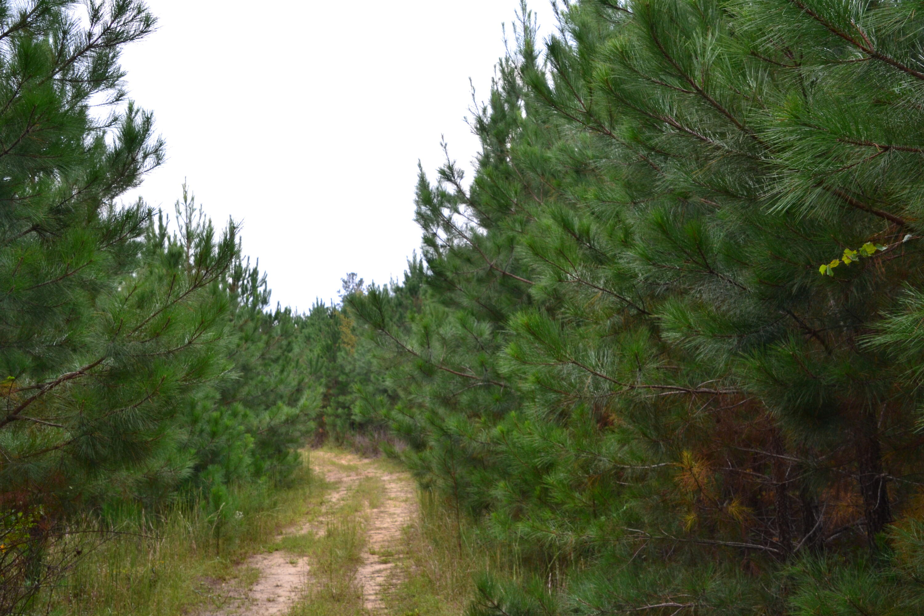 0 Asbury Road Pacolet, SC 29372 - Photo 33 of 33 DSC_0640