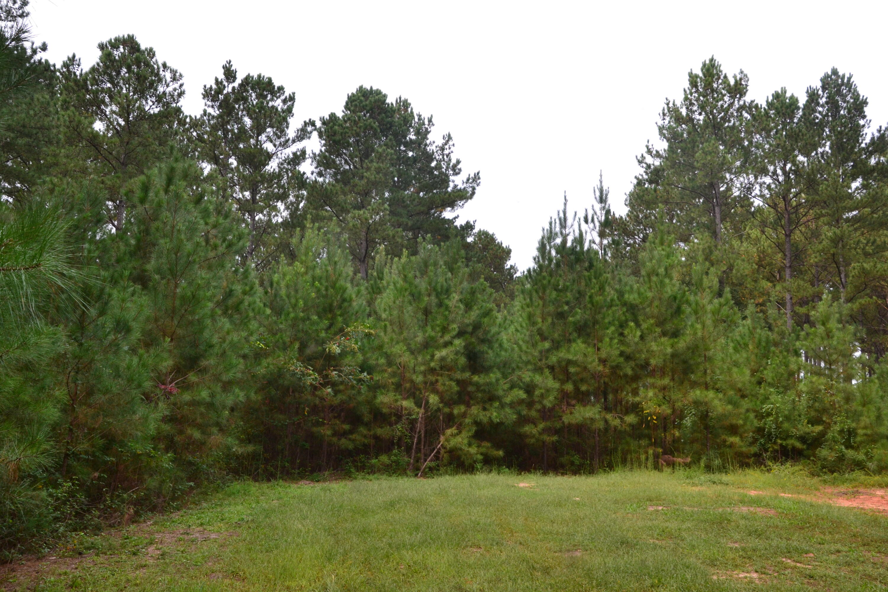 0 Asbury Road Pacolet, SC 29372 - Photo 4 of 33 DSC_0607