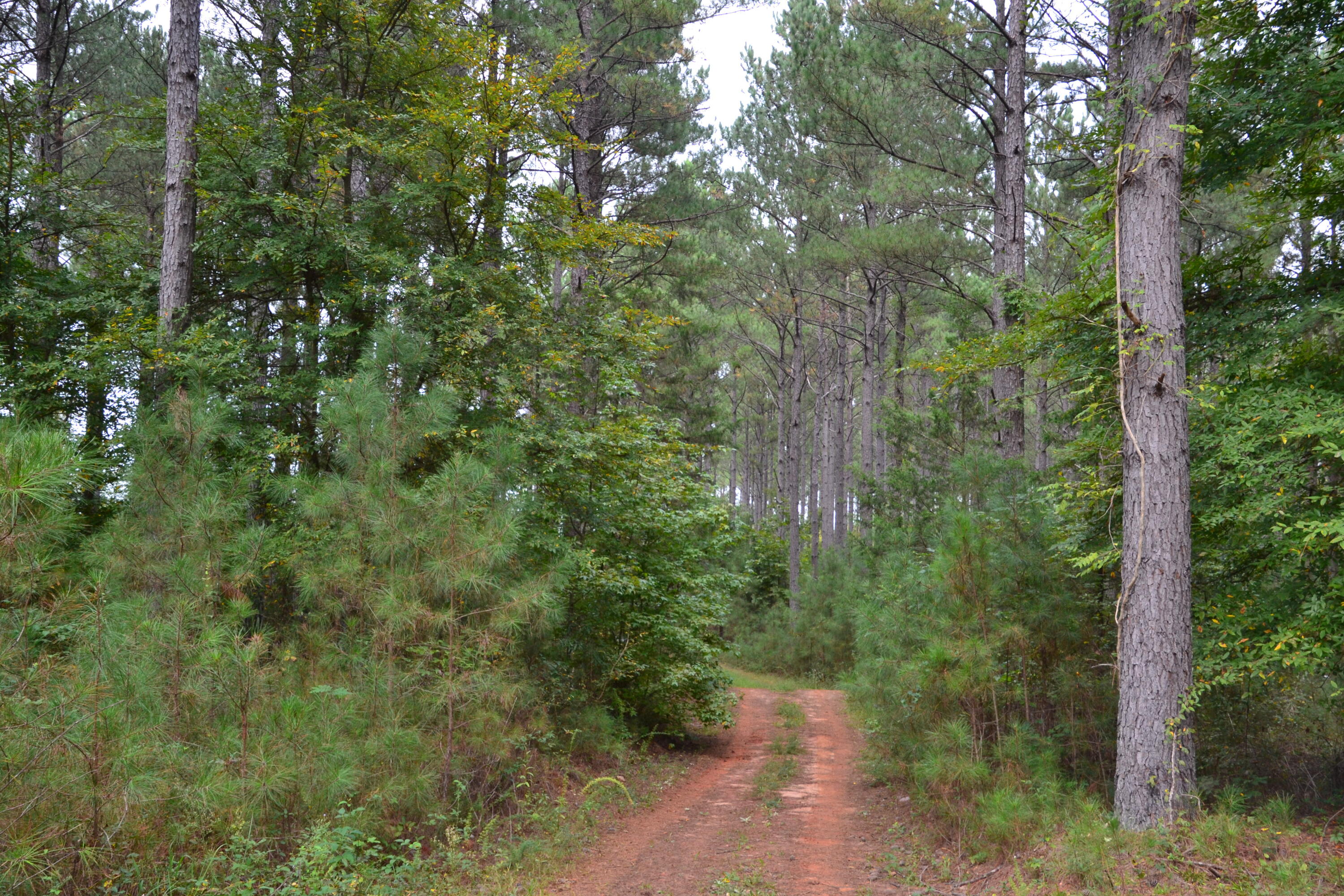0 Asbury Road Pacolet, SC 29372 - Photo 7 of 33 DSC_0611