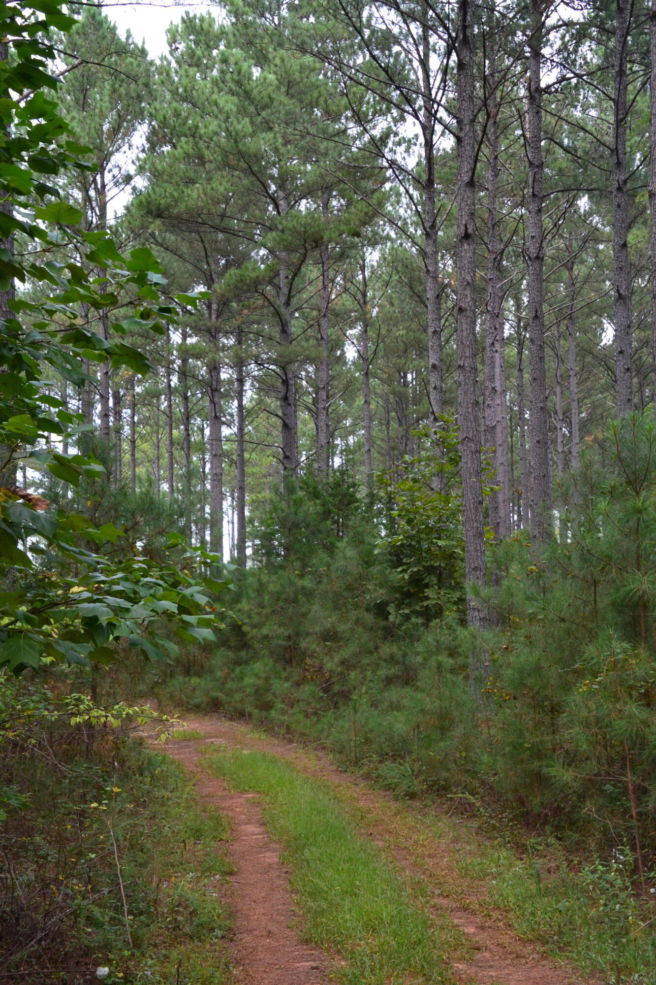 0 Asbury Road Pacolet, SC 29372 - Photo 8 of 33 DSC_0612