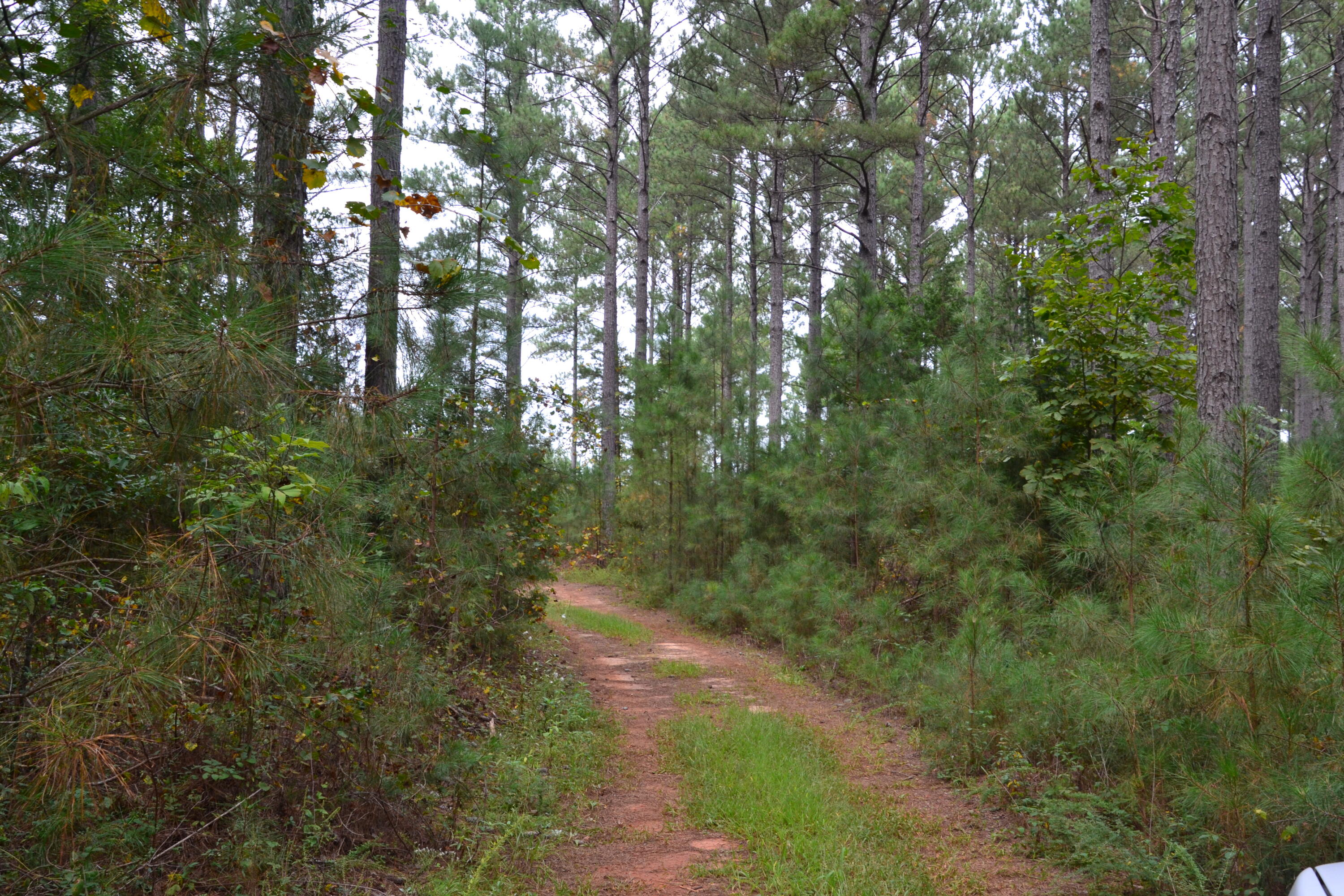 0 Asbury Road Pacolet, SC 29372 - Photo 9 of 33 DSC_0613