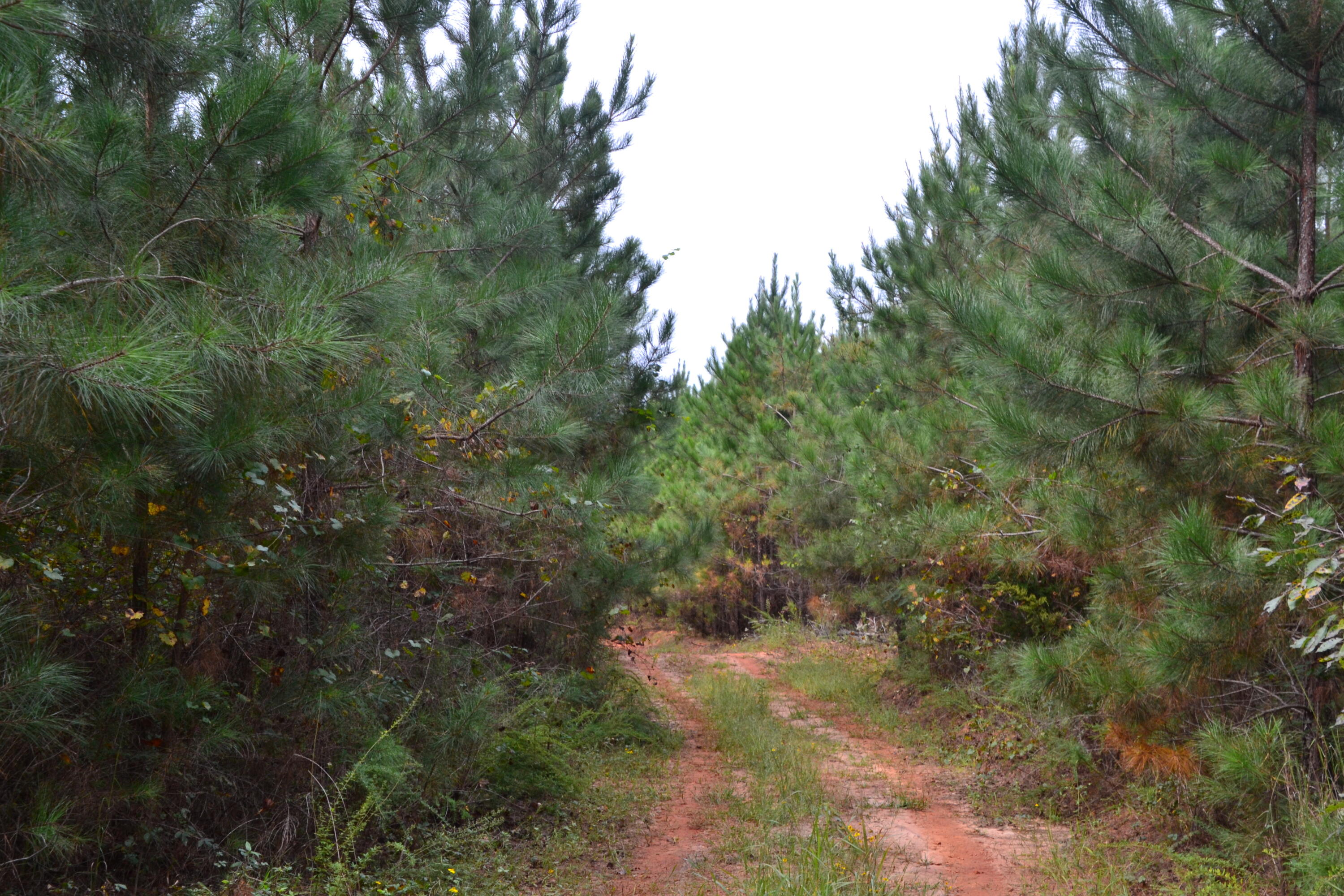 0 Asbury Road Pacolet, SC 29372 - Photo 10 of 33 DSC_0616