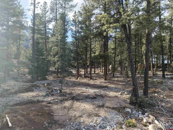 a view of a forest filled with trees