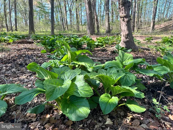 $1,900,000 | 3750 A Windy Hill Road, Trappe, MD 21673
