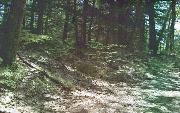 37 Flat Rock Road Athol, MA 01331 - Photo 1 of 2 a view of a forest with trees