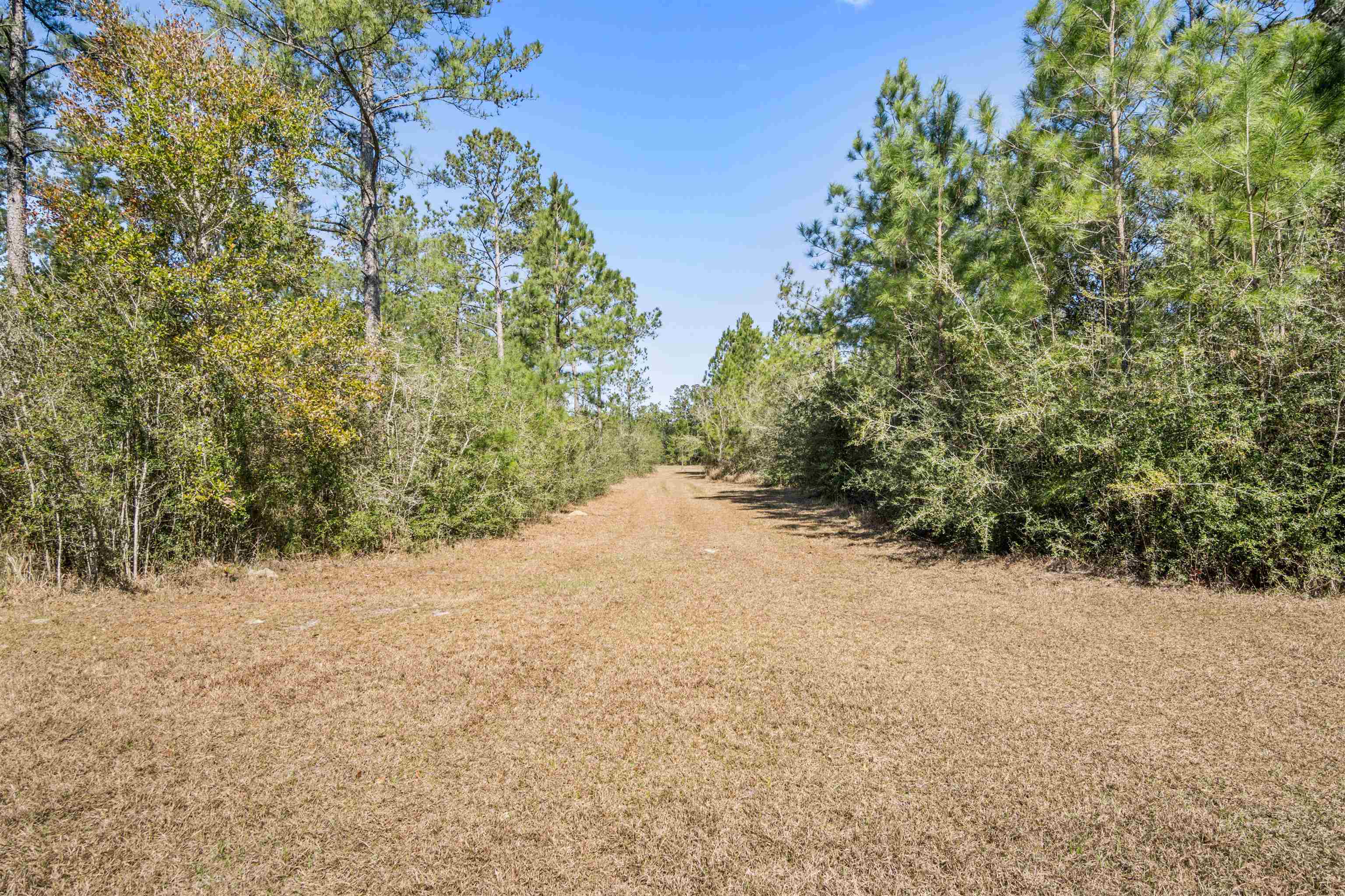 29476 C P Adams Lane Elberta, AL 36530 - Photo 7 of 45