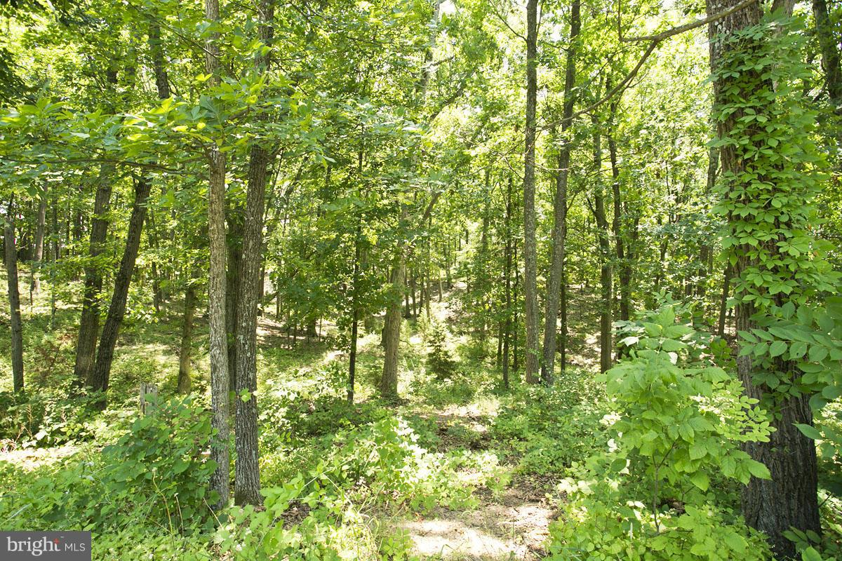 19 Riley Mill Lane Middletown, VA 22645 - Photo 10 of 14 Several Wooded lots to choose from