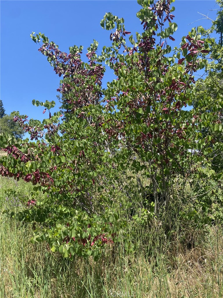 380 Oak Spring Road Paradise, CA 95969 - Photo 2 of 12 a picture of a tree