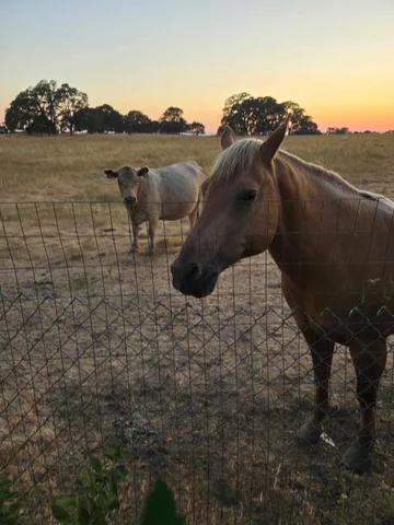$375,000 | 10471 Mariposa Avenue, Jackson, CA 95642