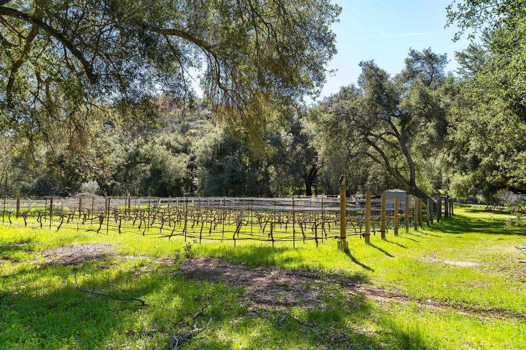 14671 Mussey Grade Road Ramona, CA 92065 - Photo 33 of 36 One of the Vineyard areas