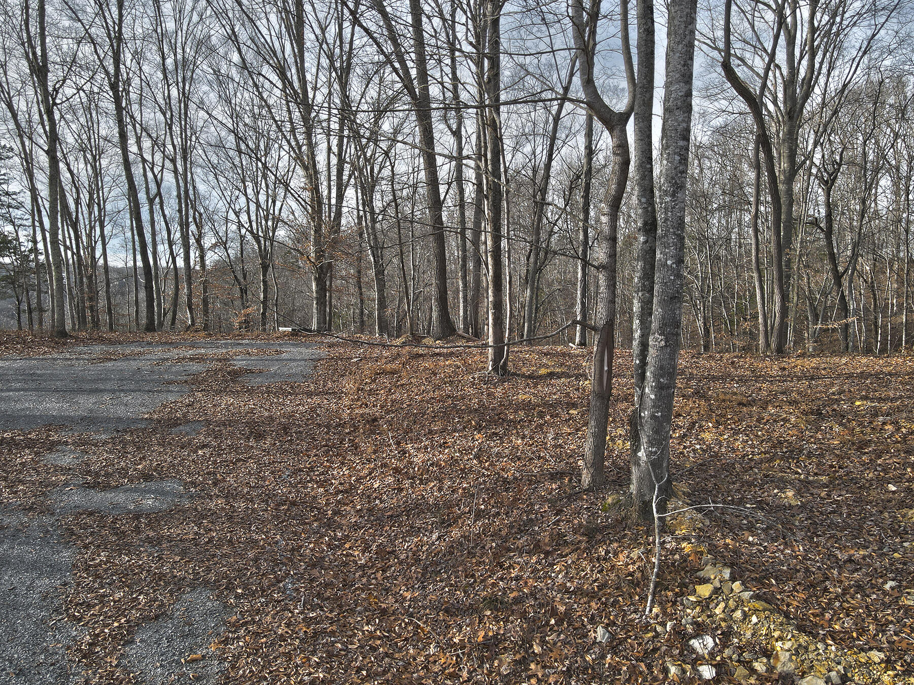 5 Carson Road Russell Springs, KY 42642 - Photo 2 of 8 Lakeridge_Est.062