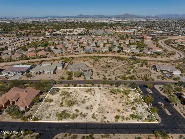 a road view with large trees