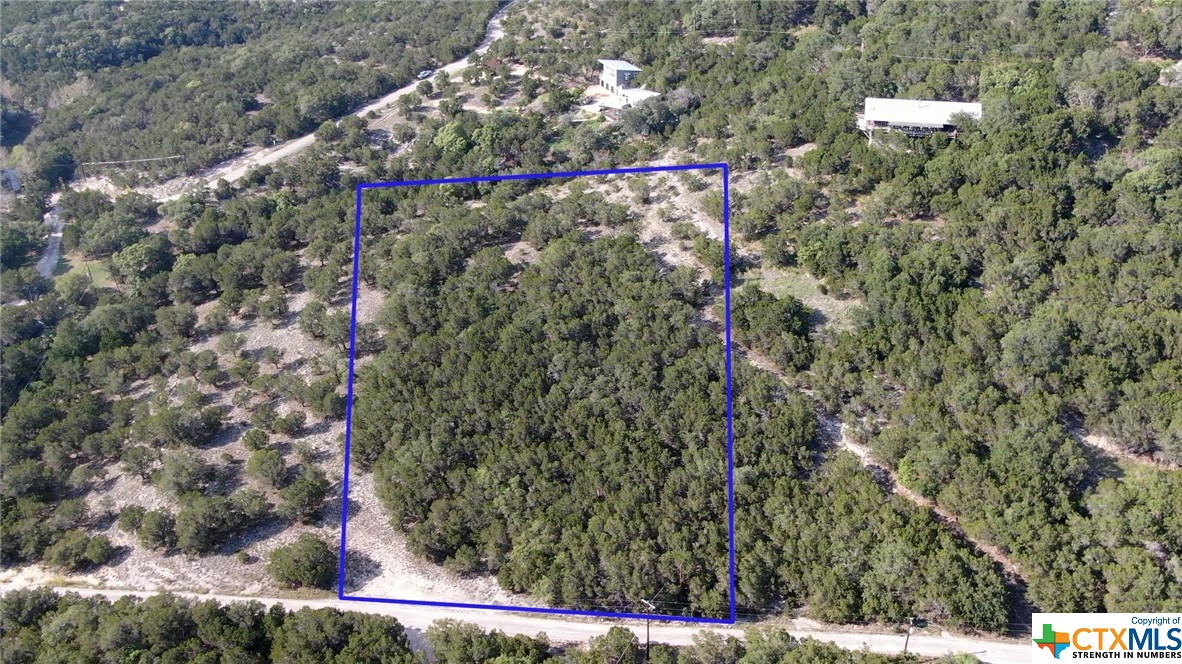 a close up of a tree