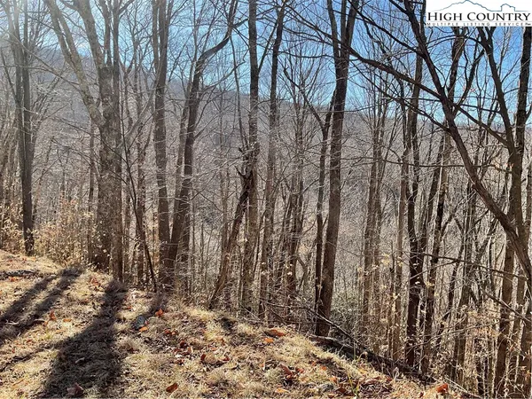 a view of a yard with lots of trees
