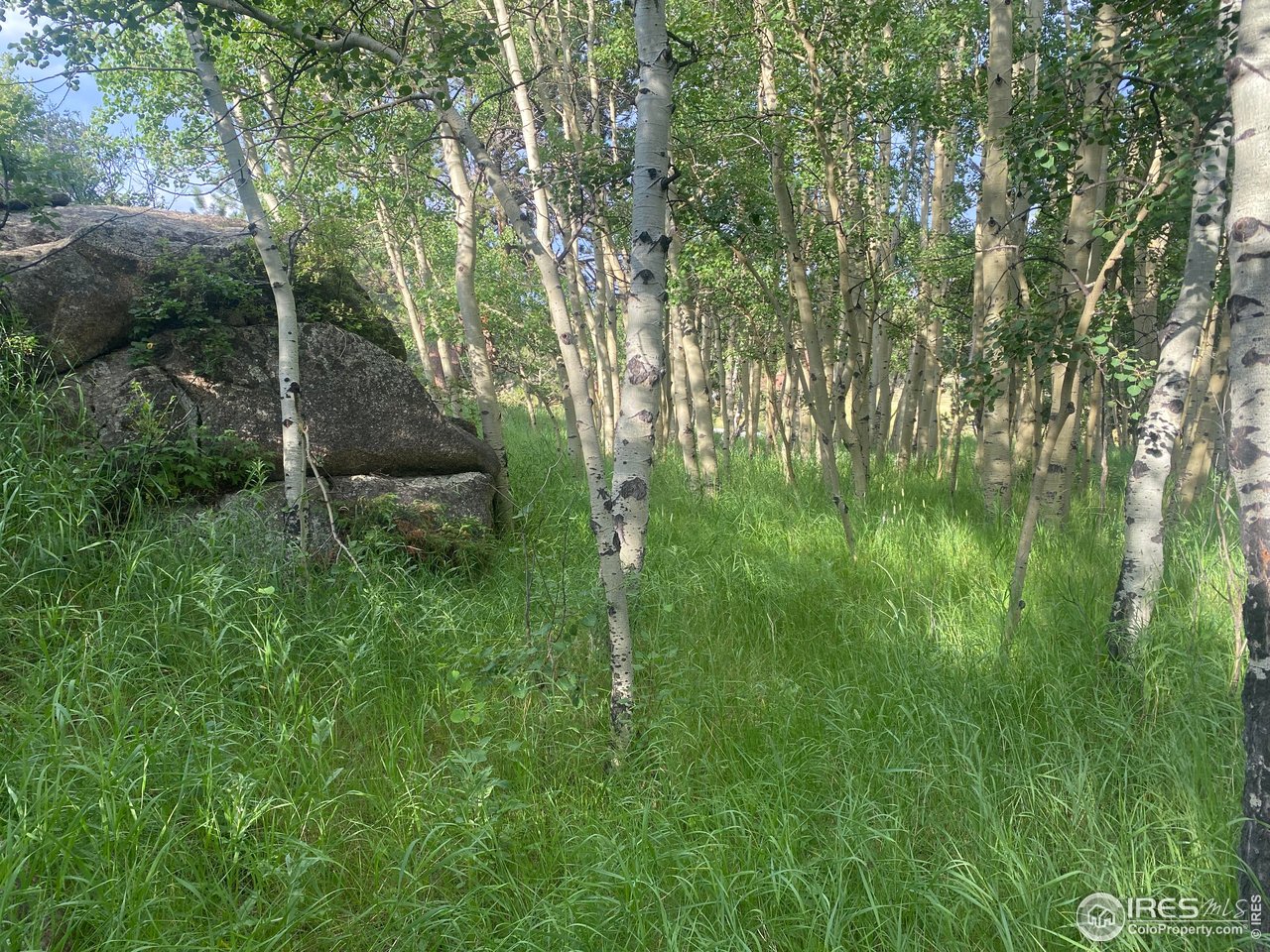 24 Hickok Trail Ward, CO 80481 - Photo 11 of 19 a view of outdoor space and yard