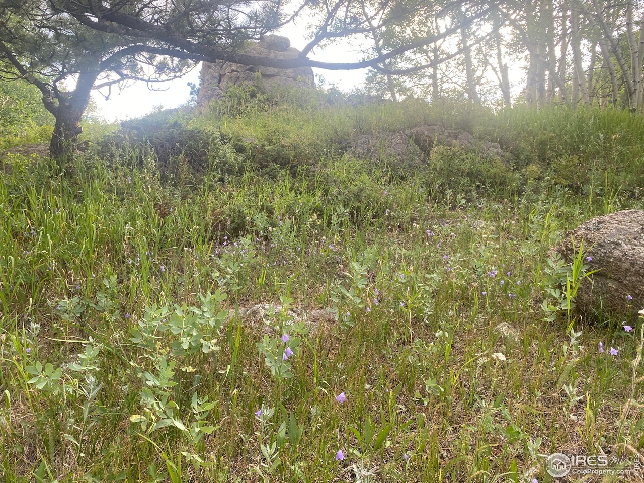 24 Hickok Trail Ward, CO 80481 - Photo 14 of 19 a view of a yard with a tree
