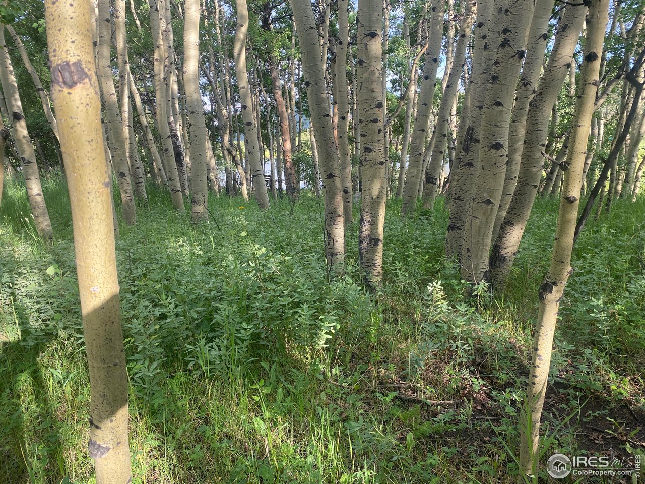 24 Hickok Trail Ward, CO 80481 - Photo 9 of 19