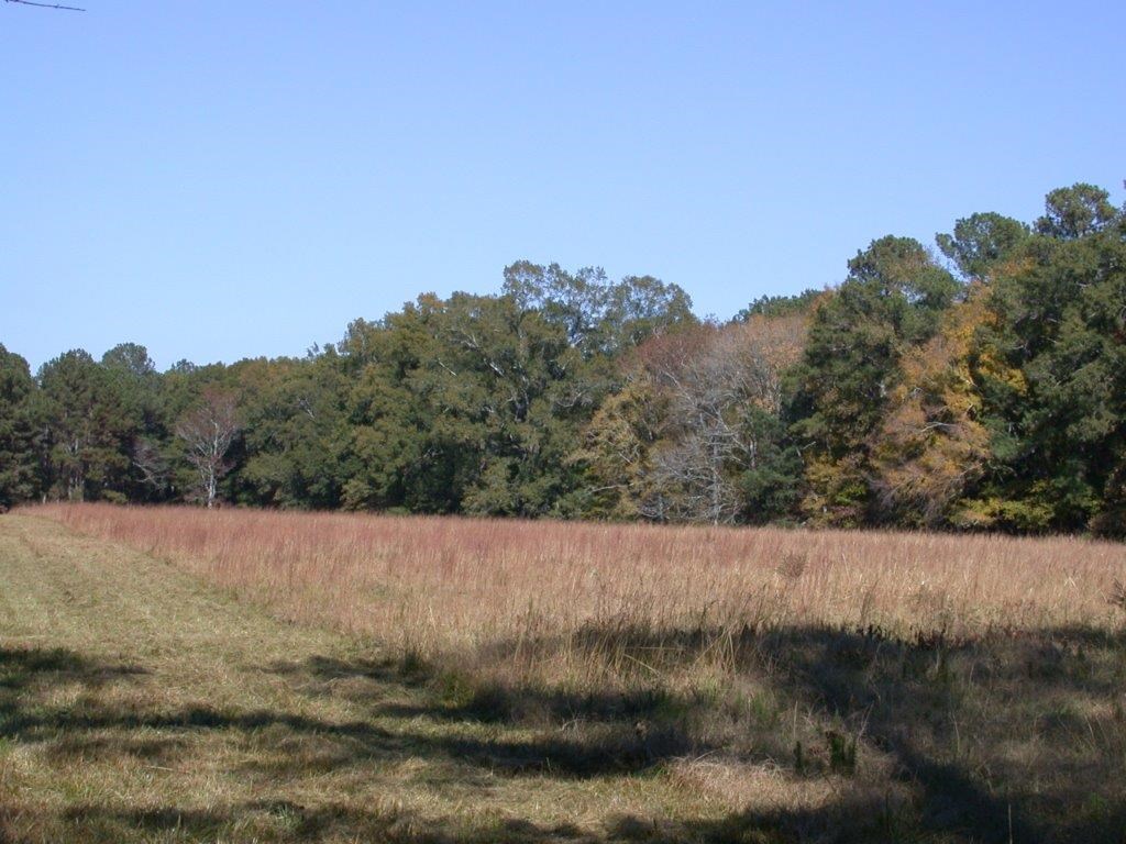 - Larkin Rice Road Saluda, SC 29138 - Photo 37 of 70