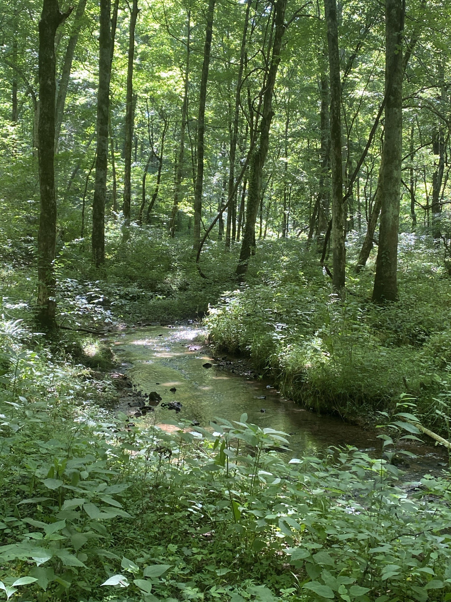 3461 Port Royal Road Adams, TN 37010 - Photo 13 of 30 Gallery Image 13
