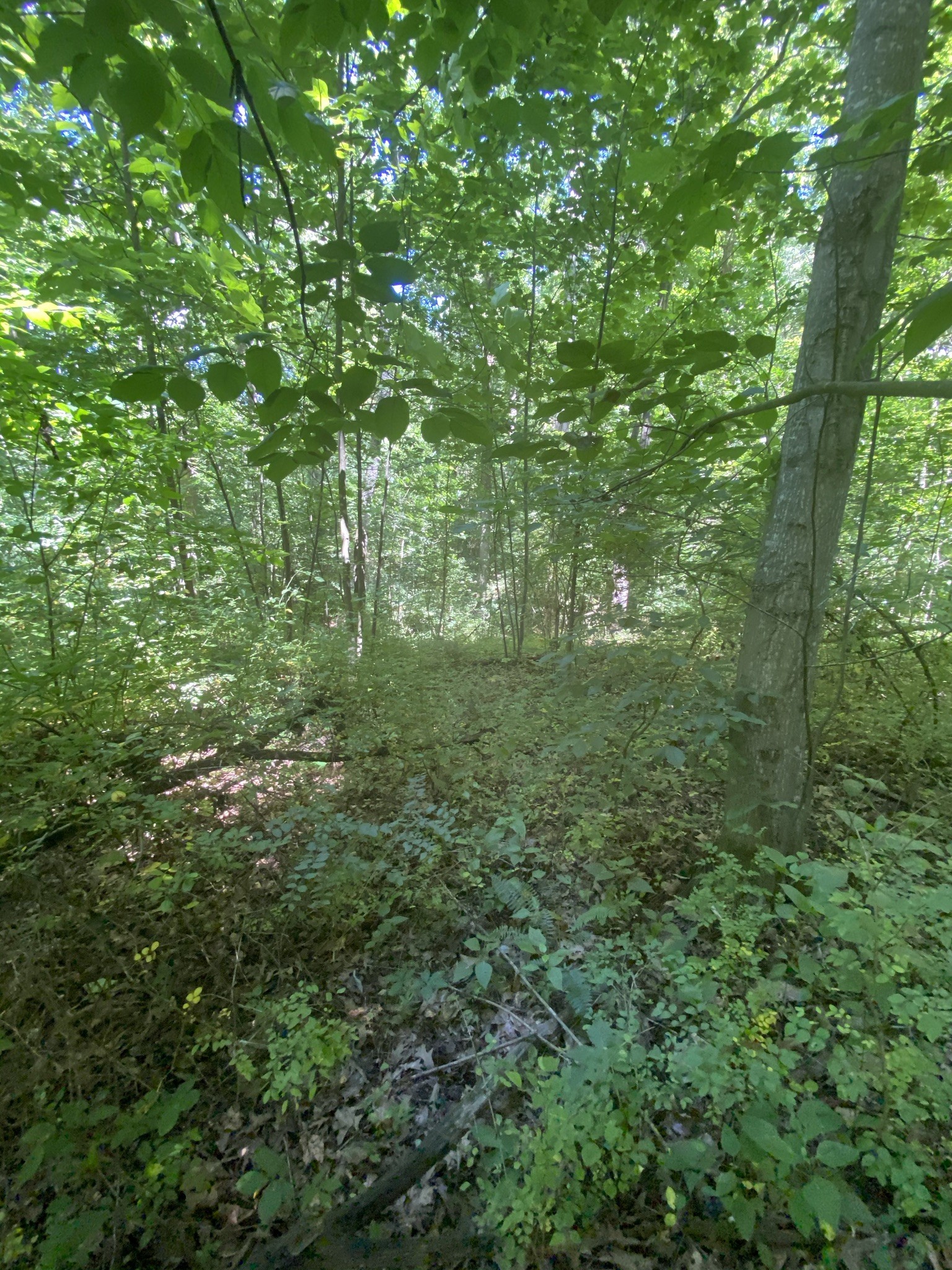 3461 Port Royal Road Adams, TN 37010 - Photo 15 of 30 Gallery Image 15