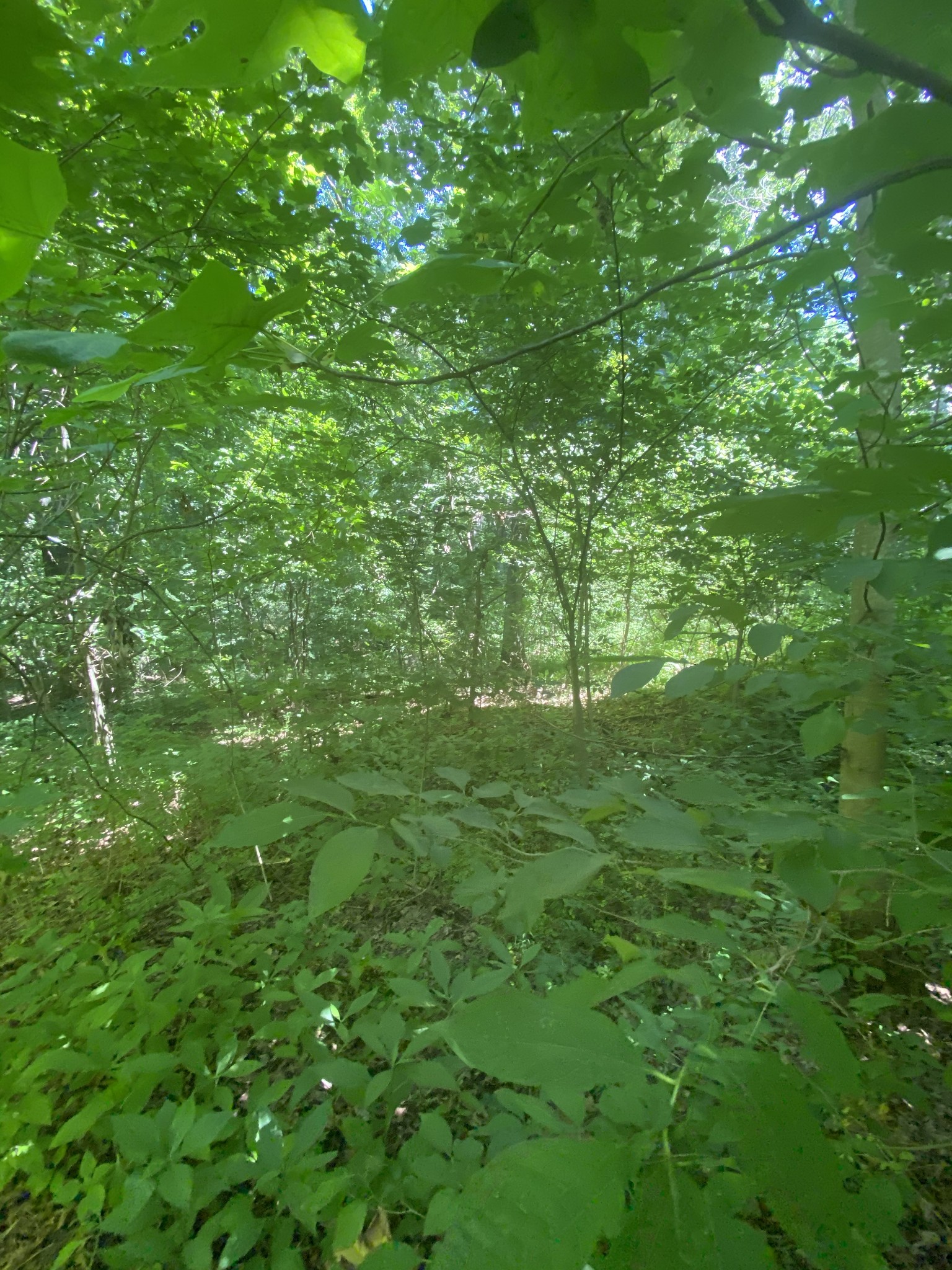 3461 Port Royal Road Adams, TN 37010 - Photo 17 of 30 Gallery Image 17