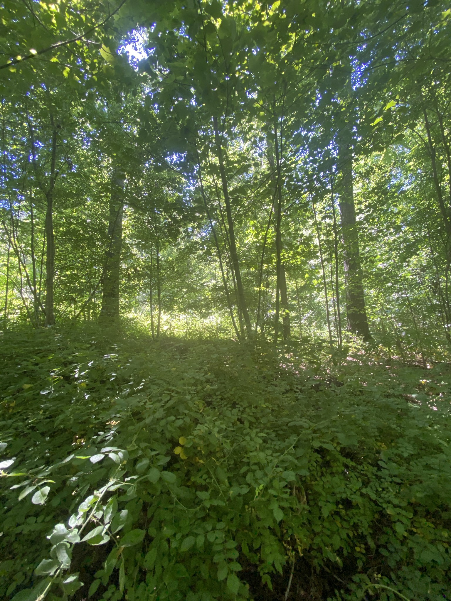 3461 Port Royal Road Adams, TN 37010 - Photo 3 of 30 Gallery Image 3