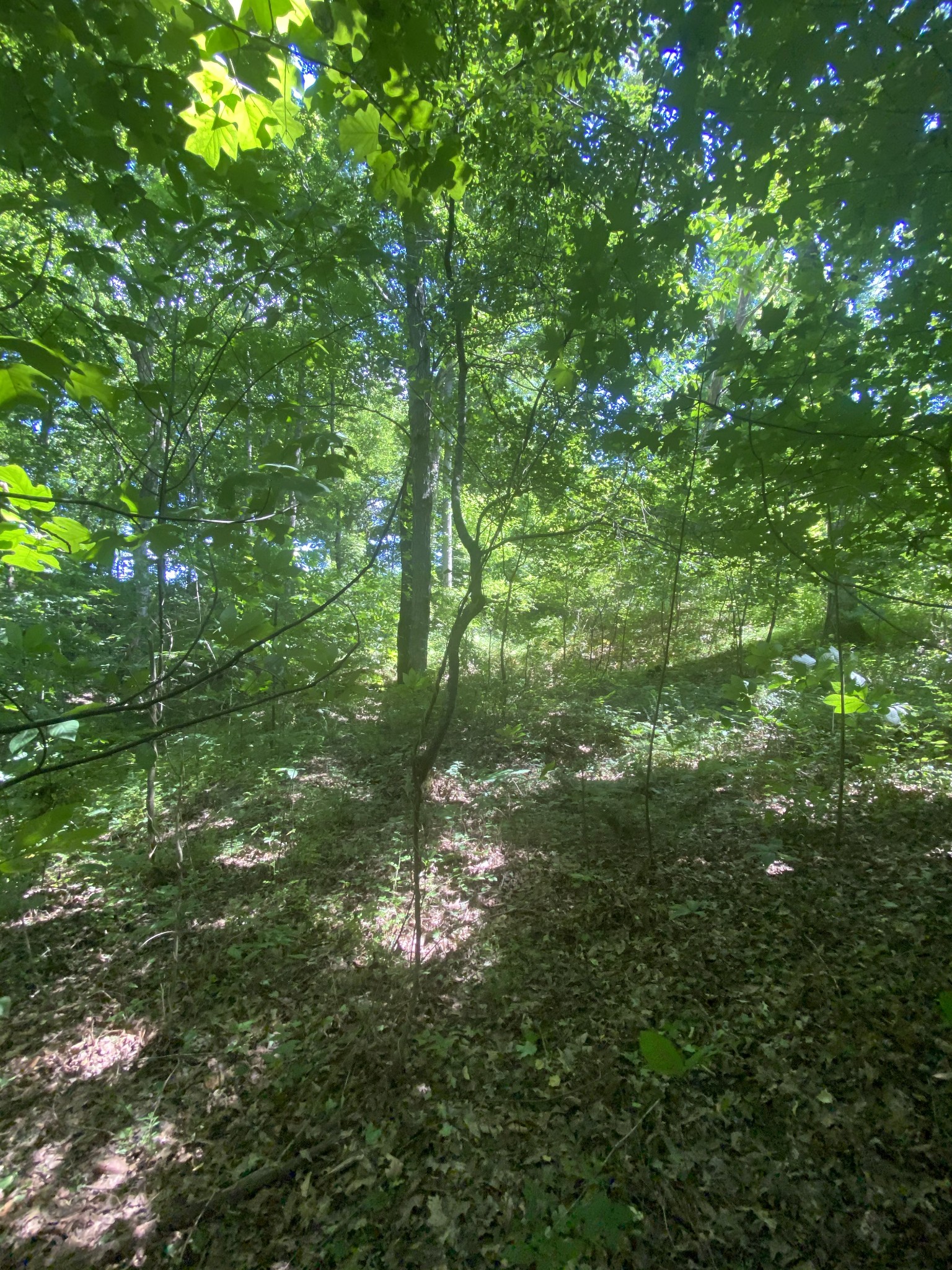 3461 Port Royal Road Adams, TN 37010 - Photo 30 of 30 Gallery Image 30