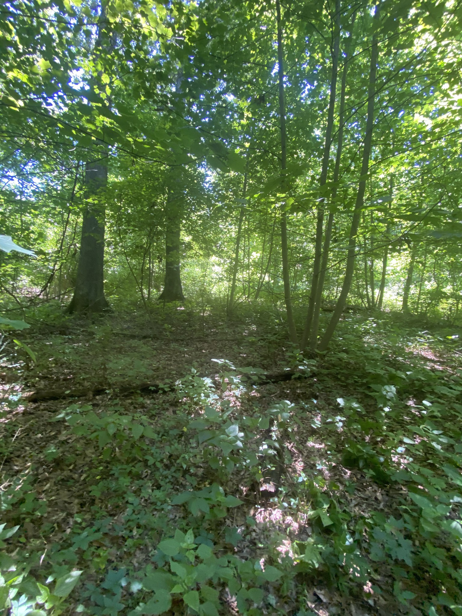 3461 Port Royal Road Adams, TN 37010 - Photo 7 of 30 Gallery Image 7