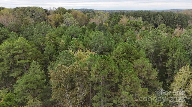 a view of a forest with a street