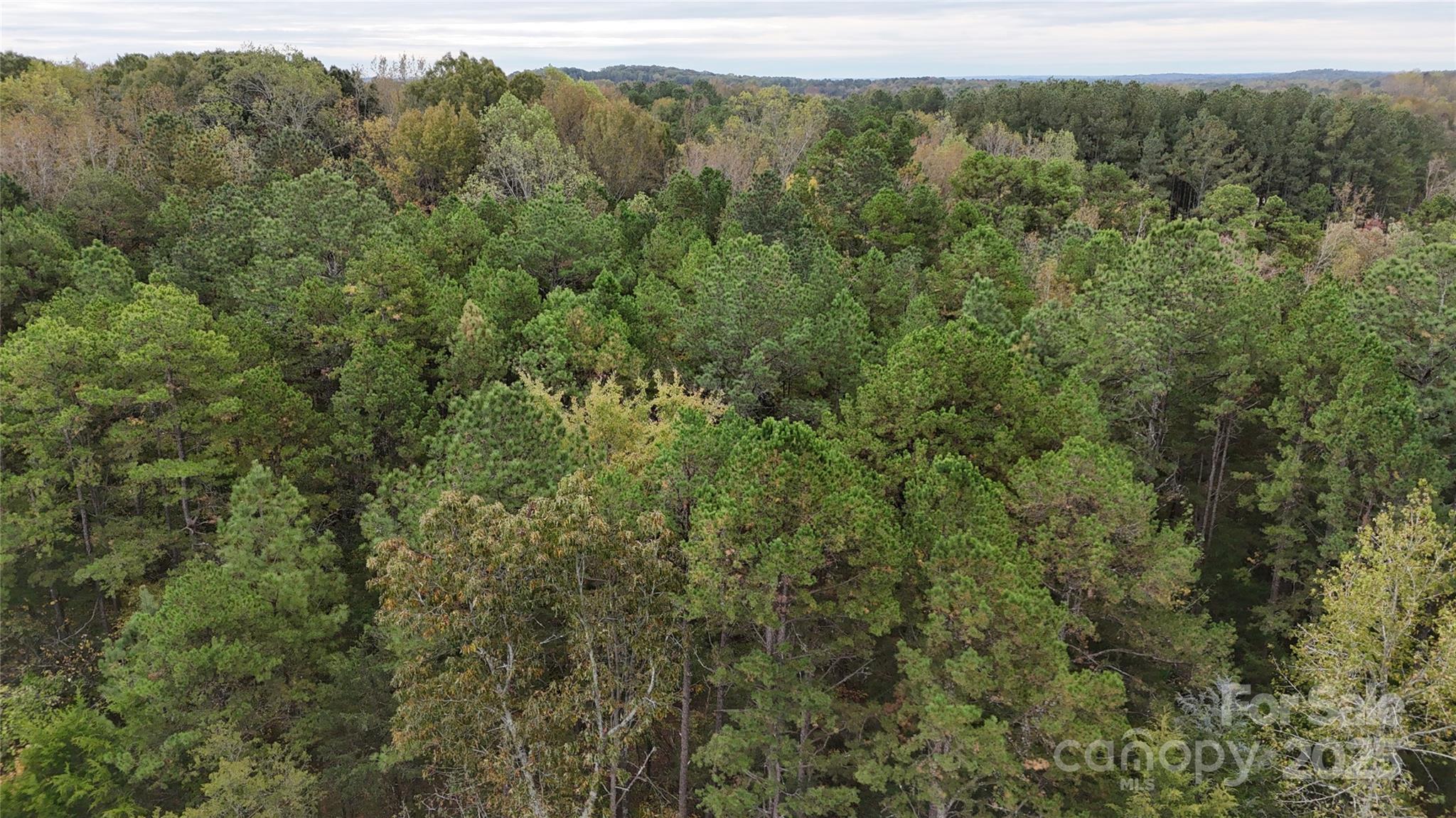 0 Trinity Church Road Monroe, NC 28112 - Photo 2 of 5 a view of a forest with a street