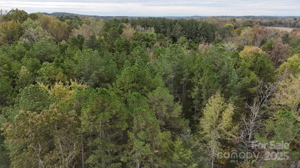 a view of a forest with trees in the background