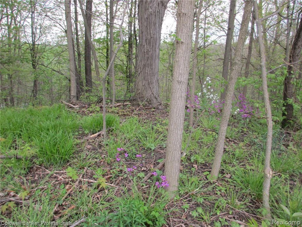 0 Mill & Newburg Road Bancroft, MI 48414 - Photo 12 of 12 Gallery Image 12