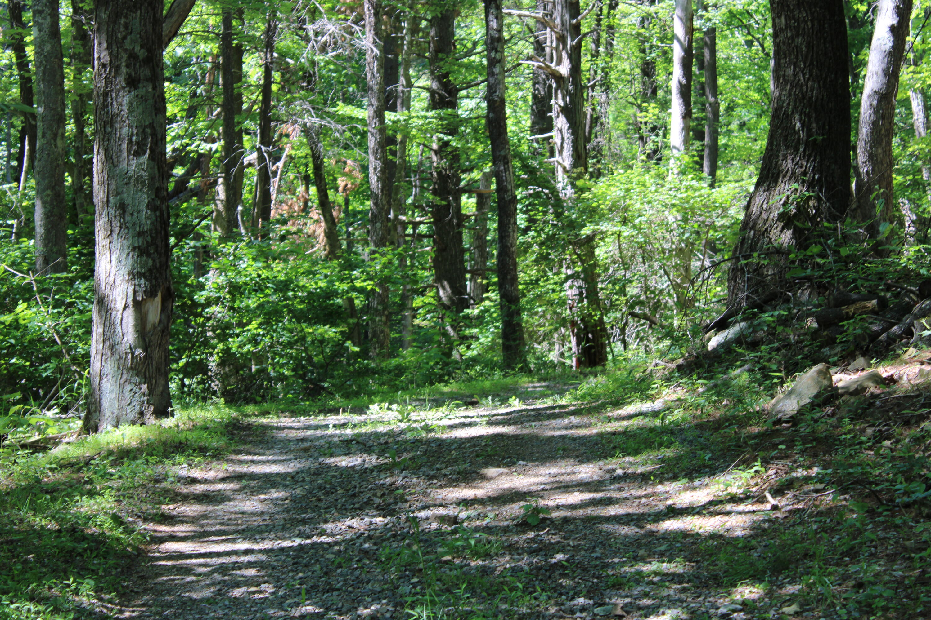 7923 Poor Mountain Road Bent Mountain, VA 24059 - Photo 87 of 95 IMG_0204