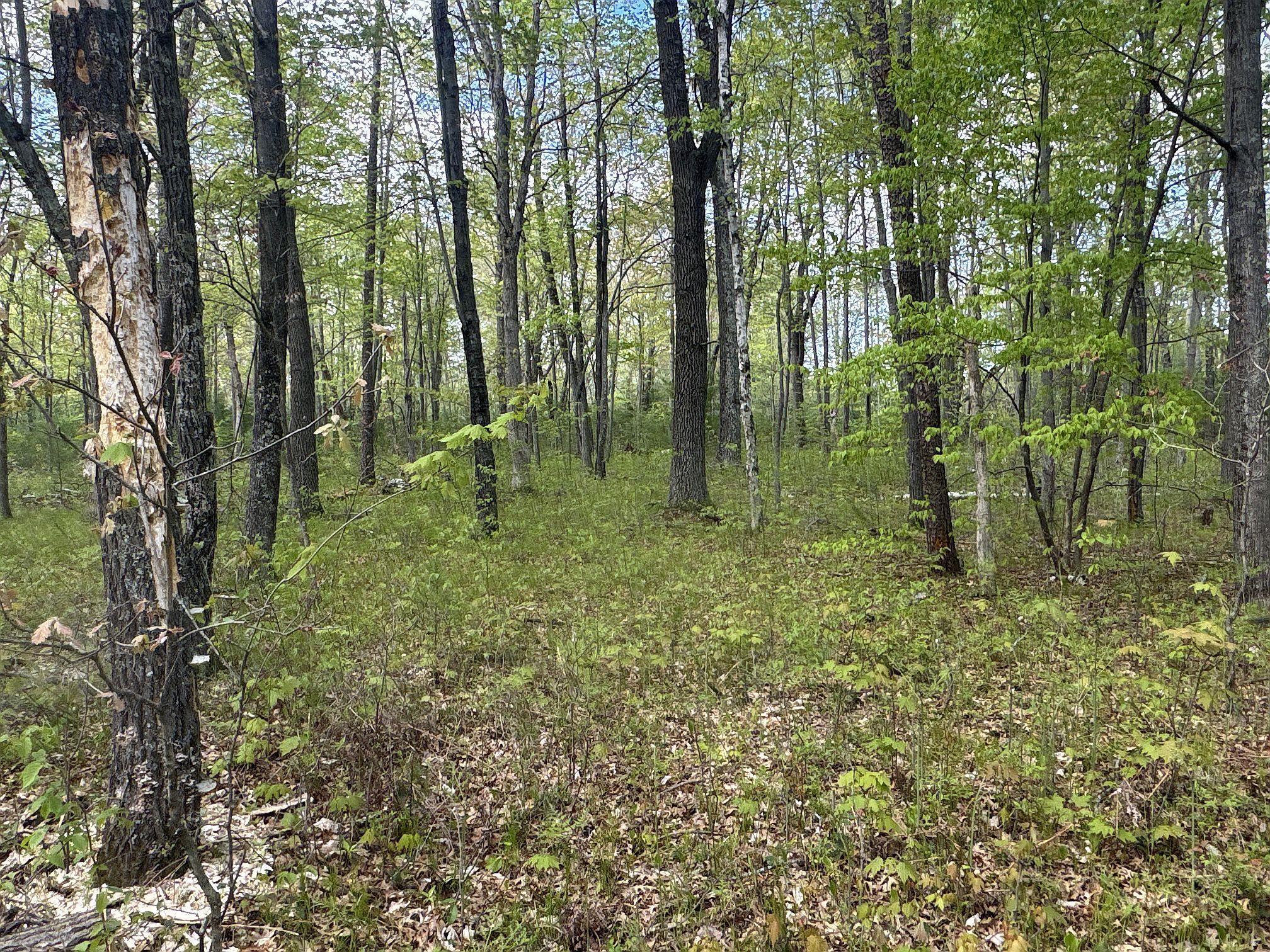 25275 Bruss Road Webster, WI 54893 - Photo 7 of 36