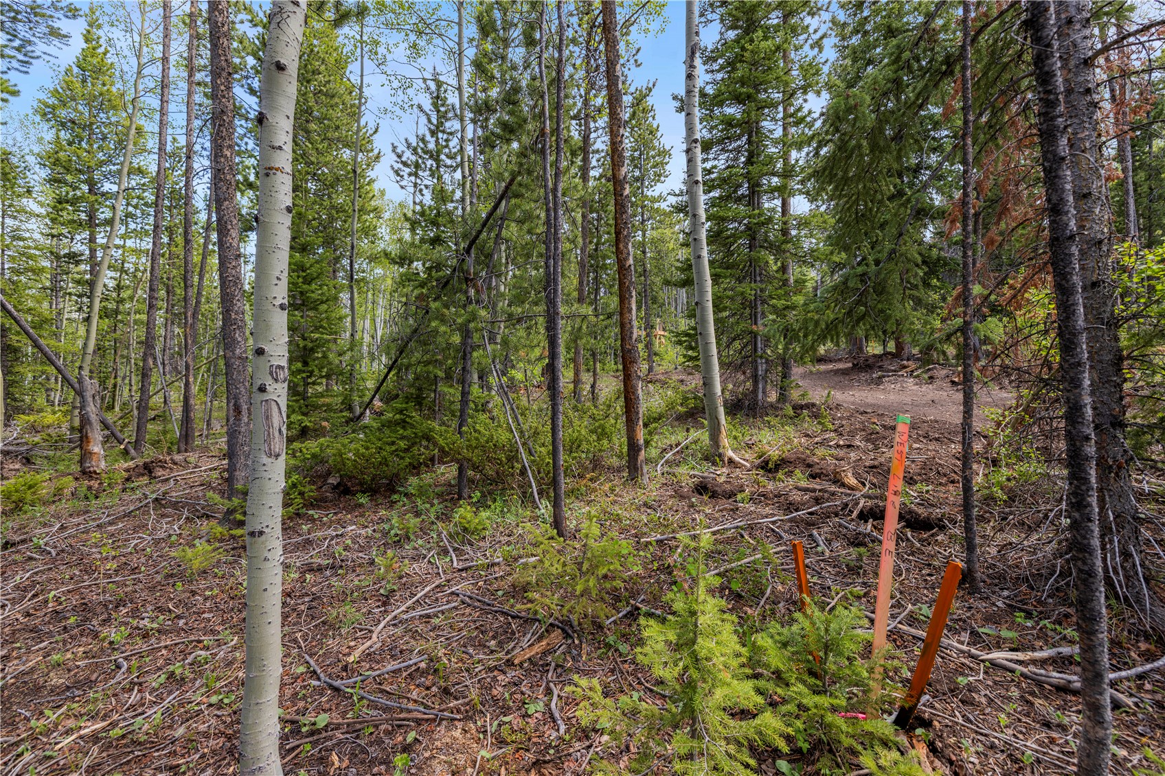 336 Blue Spruce Road Silverthorne, CO 80498 - Photo 23 of 28