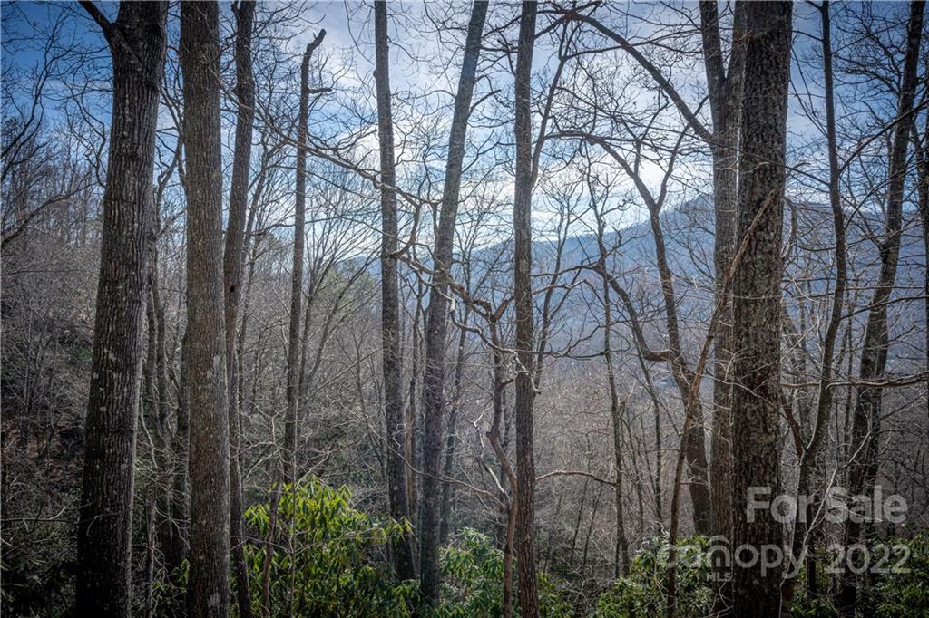 Off Old Still Road Maggie Valley, NC 28751 - Photo 17 of 24 a view of forest