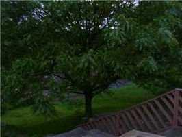 1548 Prospect Road Baldwin, PA 15227 - Photo 7 of 7 Yard/Garden.