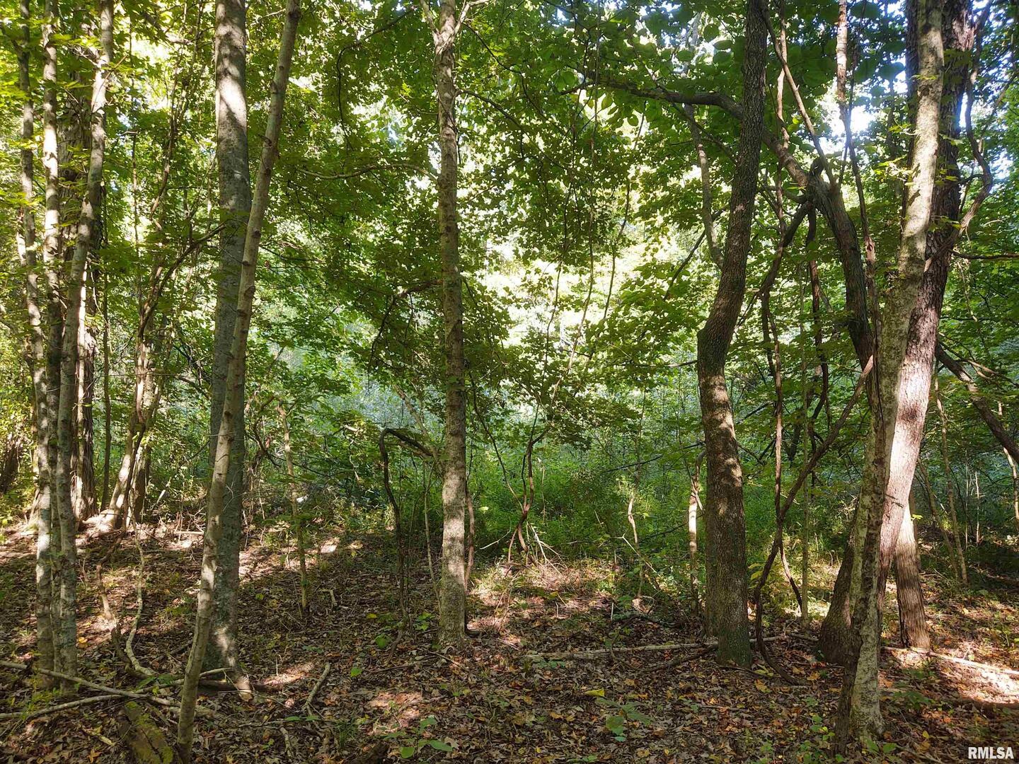 a view of a forest with trees in the background