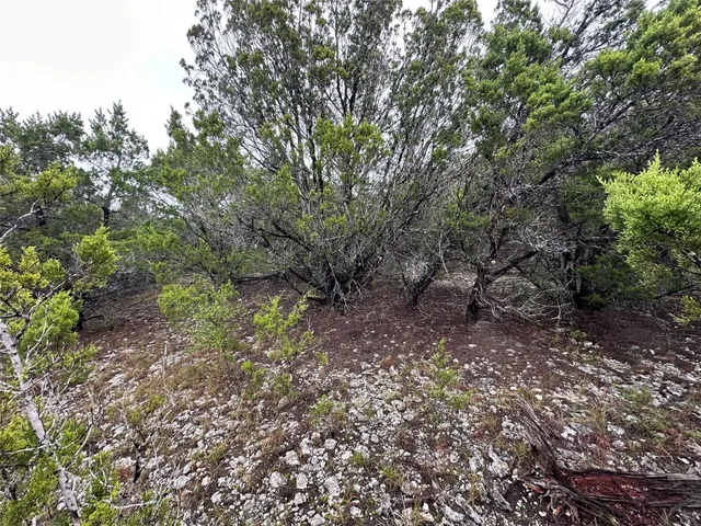 a view of a forest with trees in the background