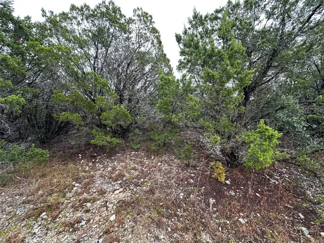 a view of a forest with trees in the background